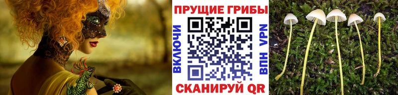 Купить где  Сосновоборск  Галлюциногенные грибы Magic Shrooms 